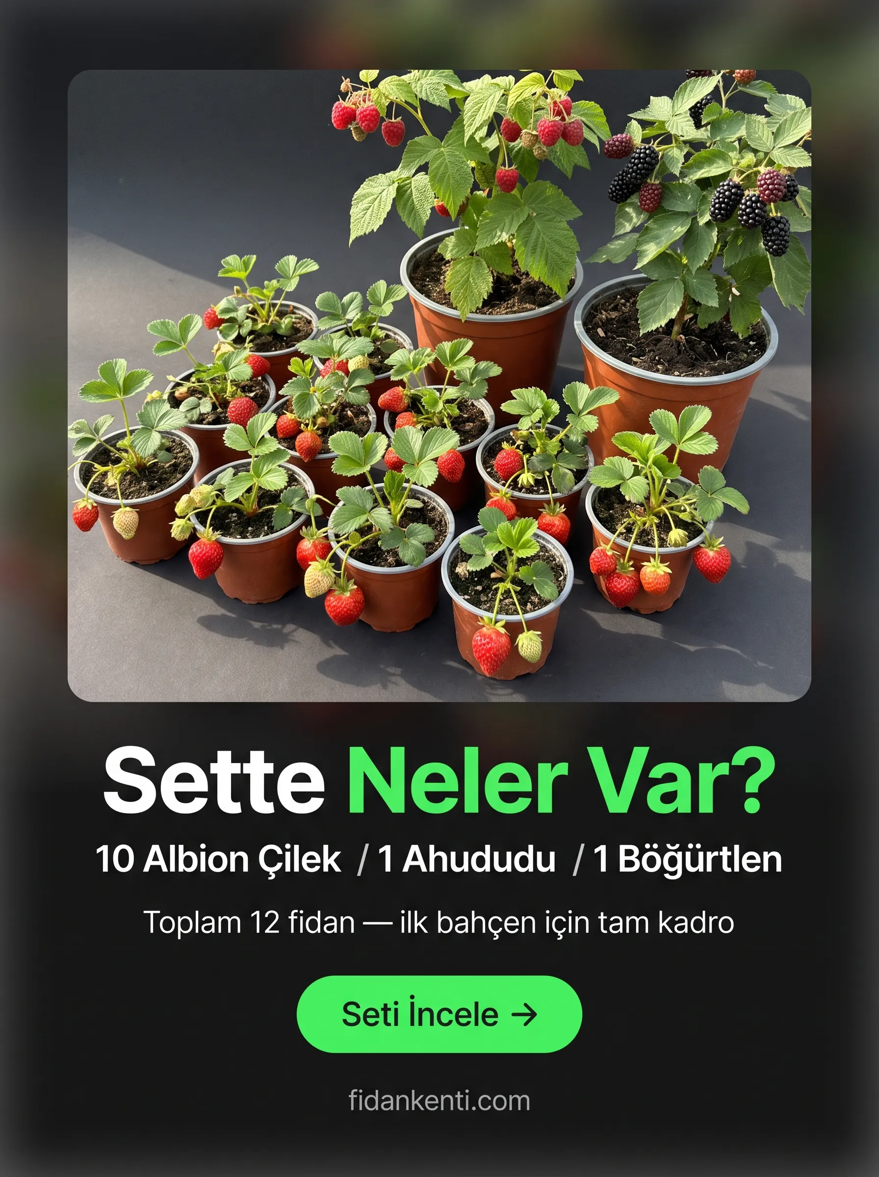 EV MEYVE SETİ  - Görsel 2