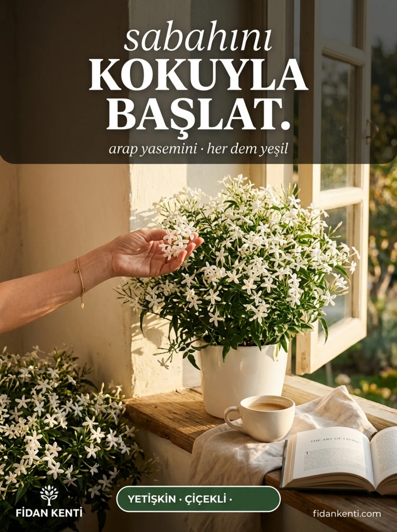 Arap Yasemini Fidanı  - Görsel 5
