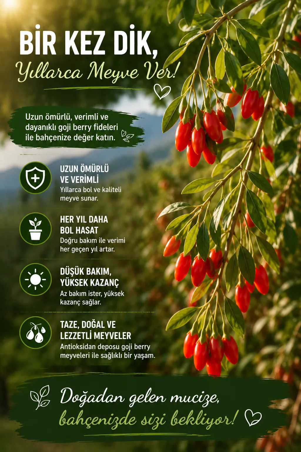  Kırmızı Kurt Üzümü Fidanı - Red Gojiberry - Görsel 5