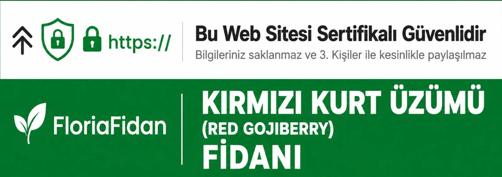  Kırmızı Kurt Üzümü Fidanı - Red Gojiberry - Görsel 1