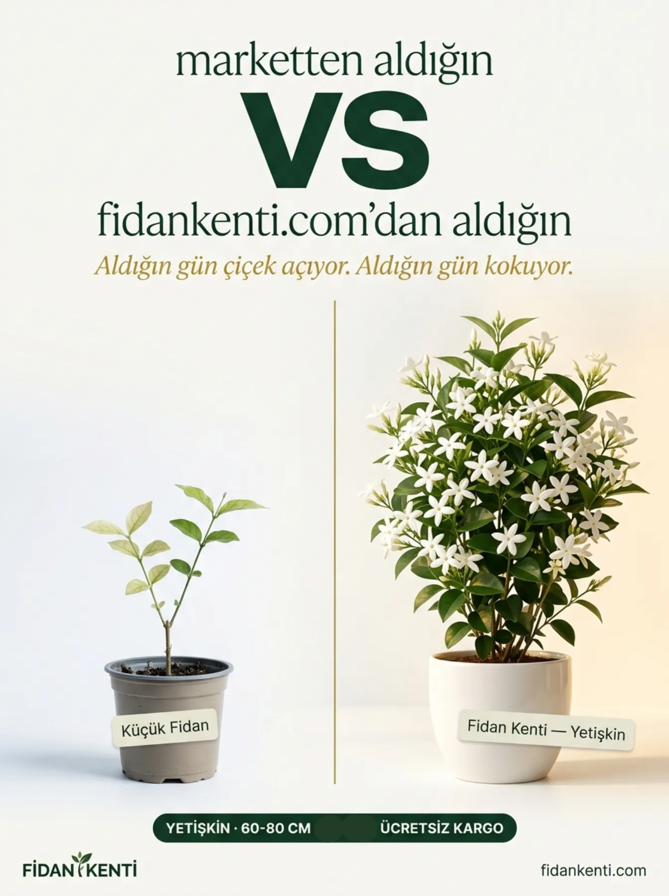 Arap Yasemini Fidanı  - Görsel 4