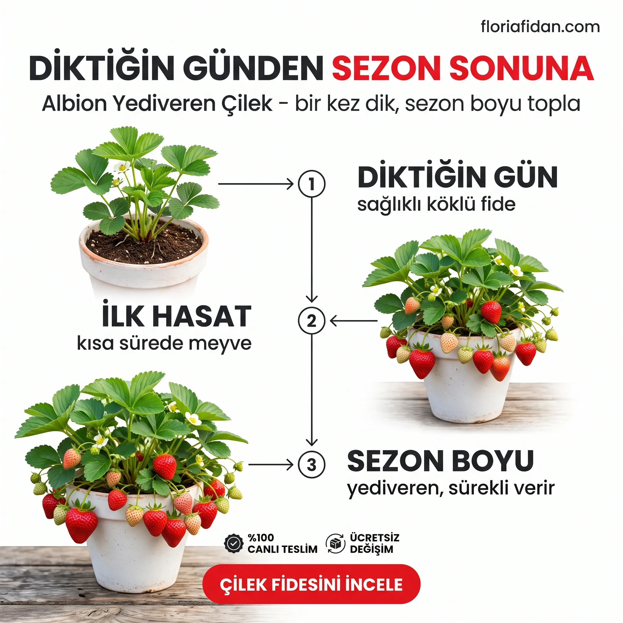 ALBİON YEDİVEREN ÇİLEK FİDESİ  - Görsel 3