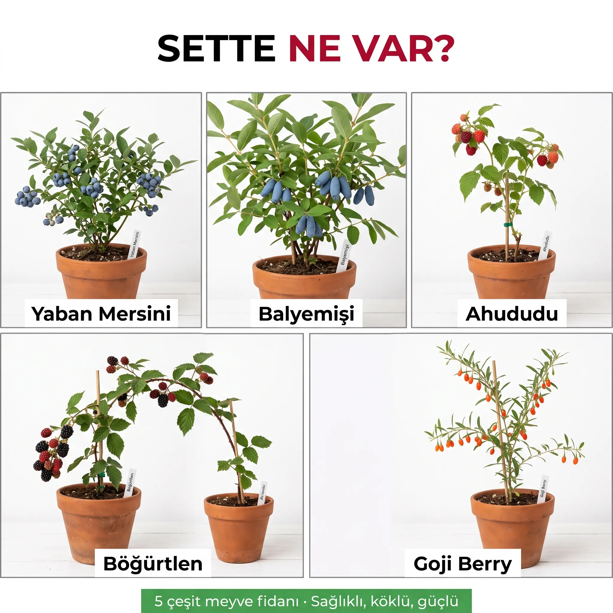 5'Lİ ORMAN MEYVE PAKETİ  - Görsel 2