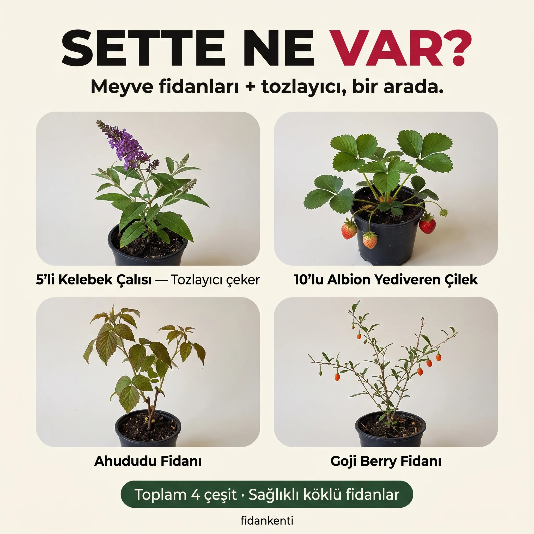 4'lü Meyve Bahçesi Başlangıç Seti - Görsel 2