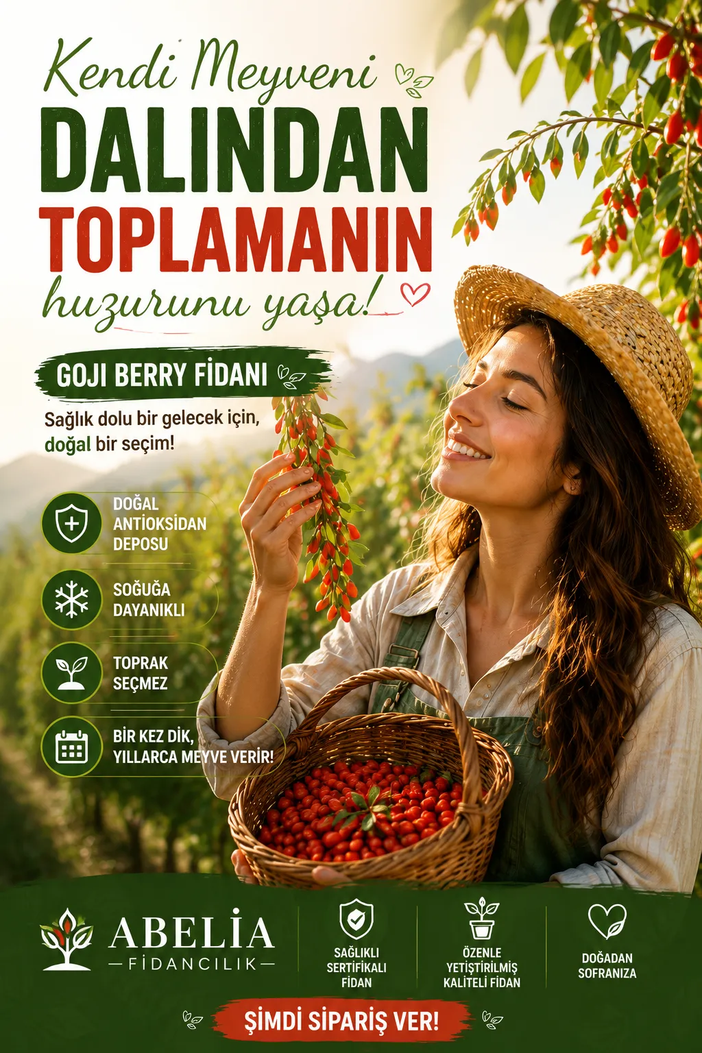  Kırmızı Kurt Üzümü Fidanı - Red Gojiberry - Görsel 2