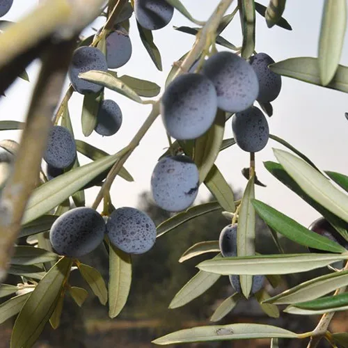Gemlik zeytin fidanı