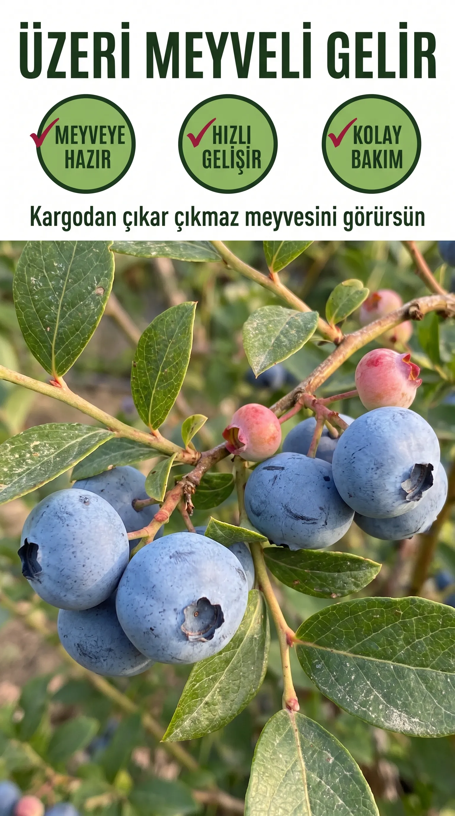 Yaban Mersini Sevenler Seti - Görsel 4