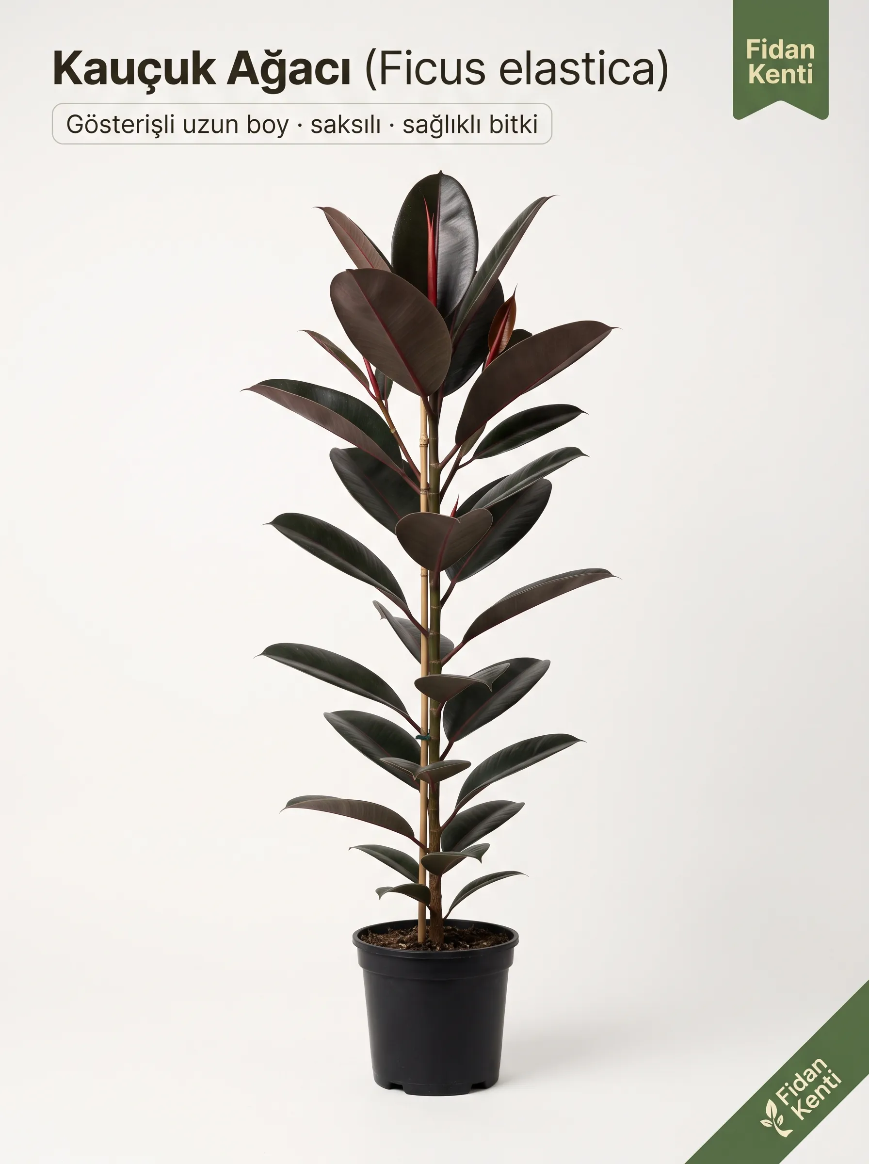 Kauçuk Ağacı (Ficus elastica)
