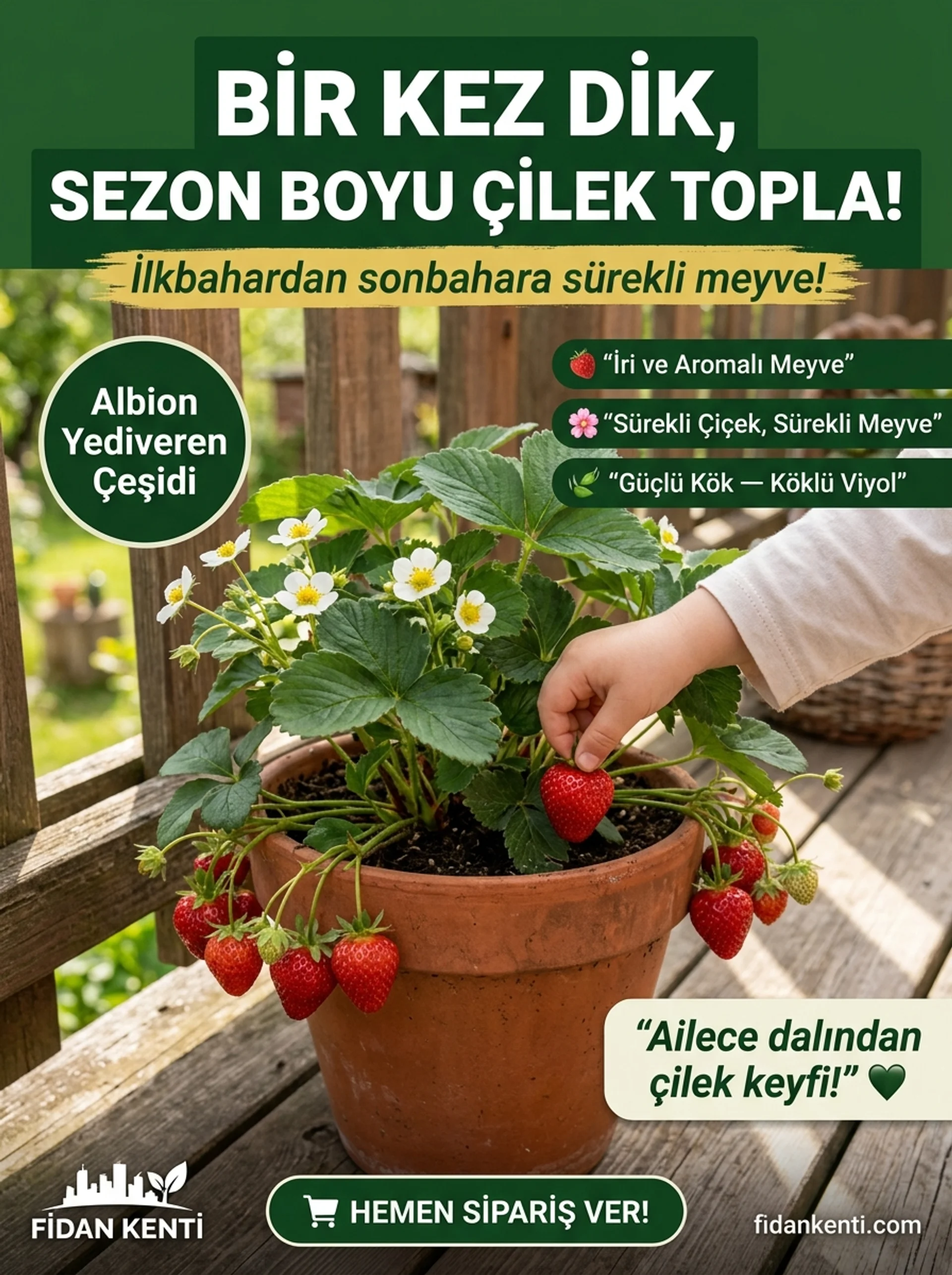 Albion Yediveren Çilek Kampanyası - Görsel 6