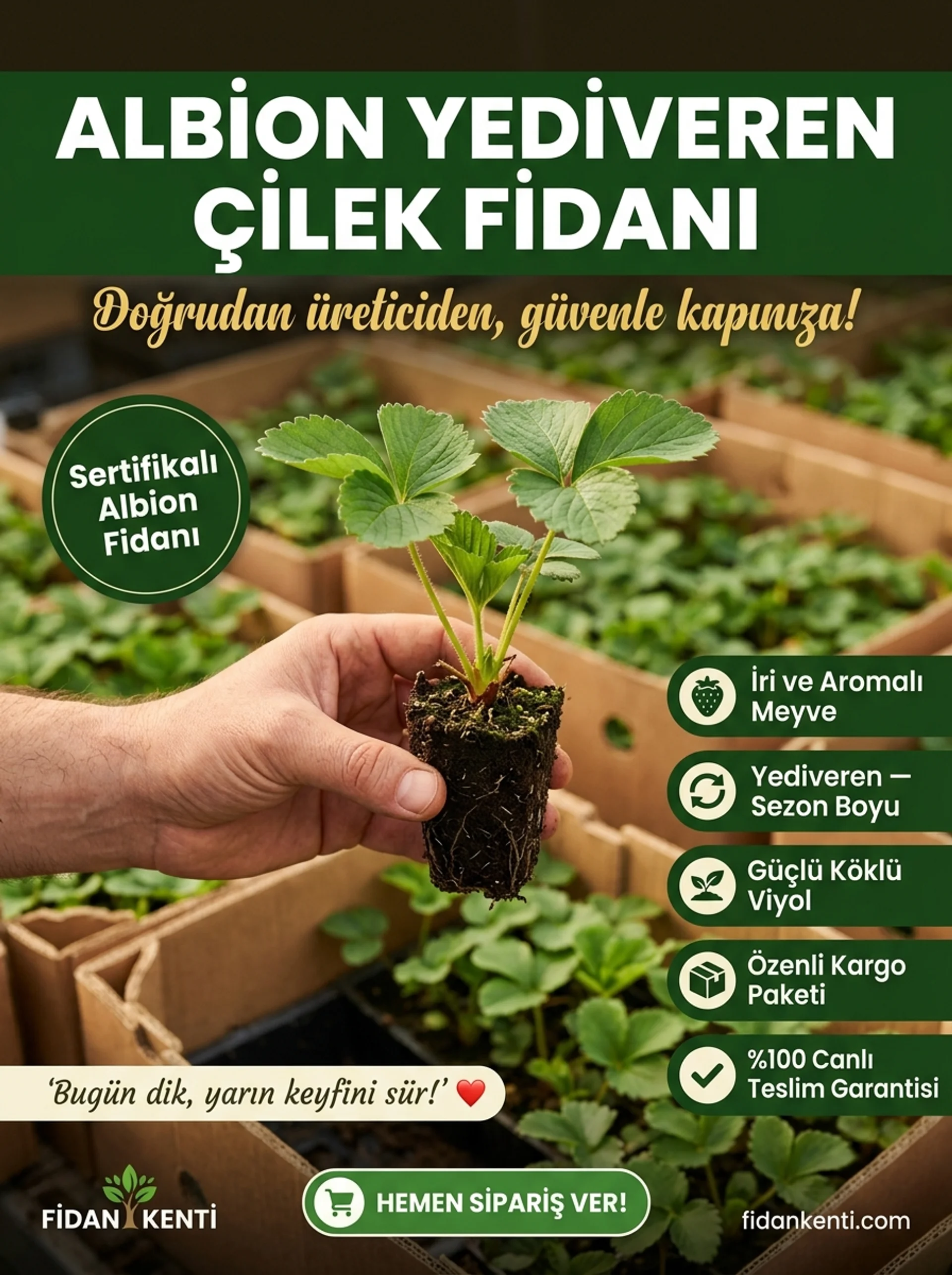 Albion Yediveren Çilek Kampanyası - Görsel 2