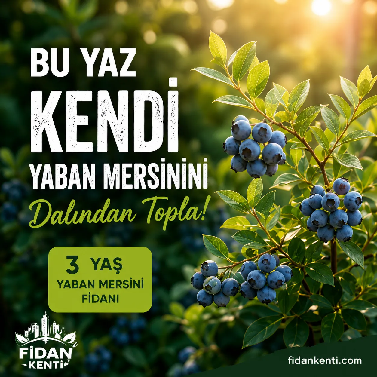 3 YAŞ YABAN MERSİNİ FİDANI - Görsel 3