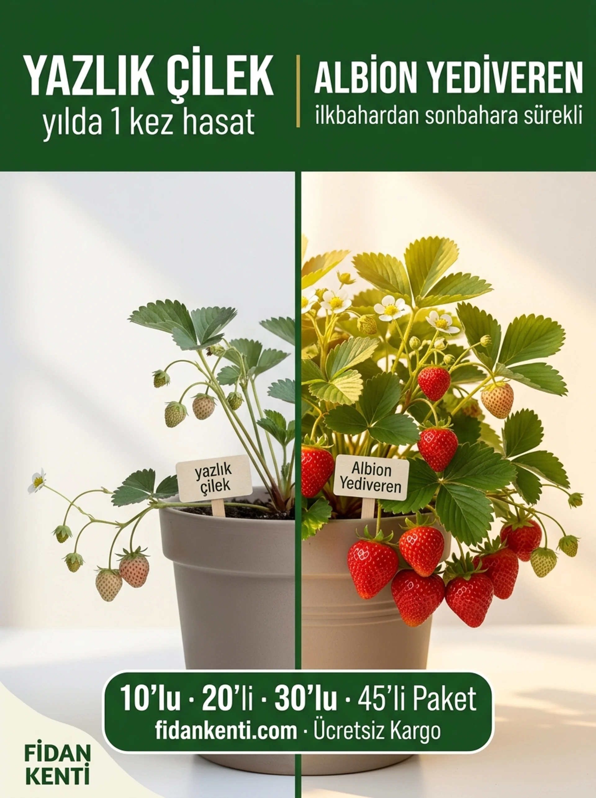 Albion Yediveren Çilek Kampanyası - Görsel 4