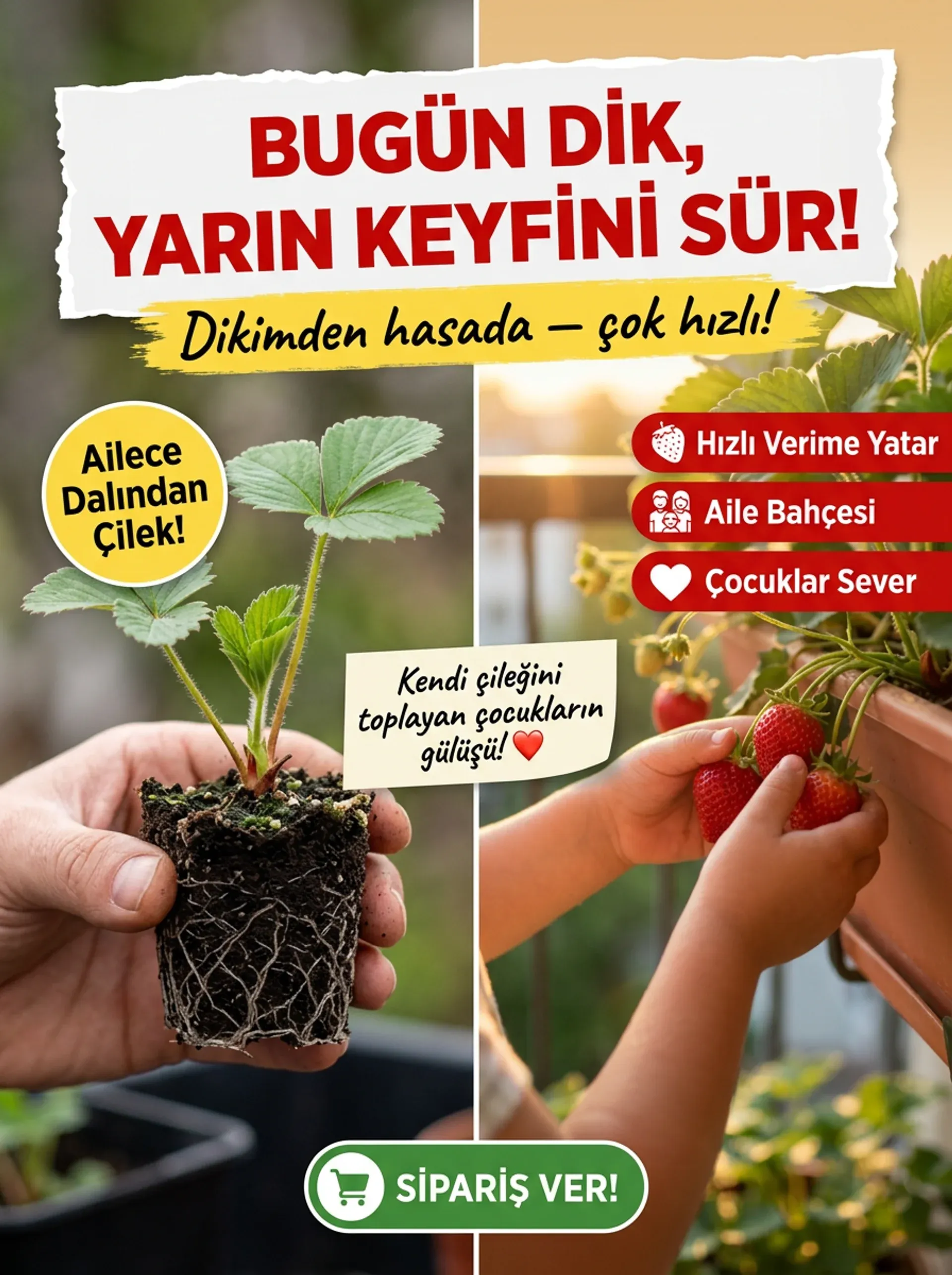 ALBİON YEDİVEREN ÇİLEK FİDESİ  - Görsel 6