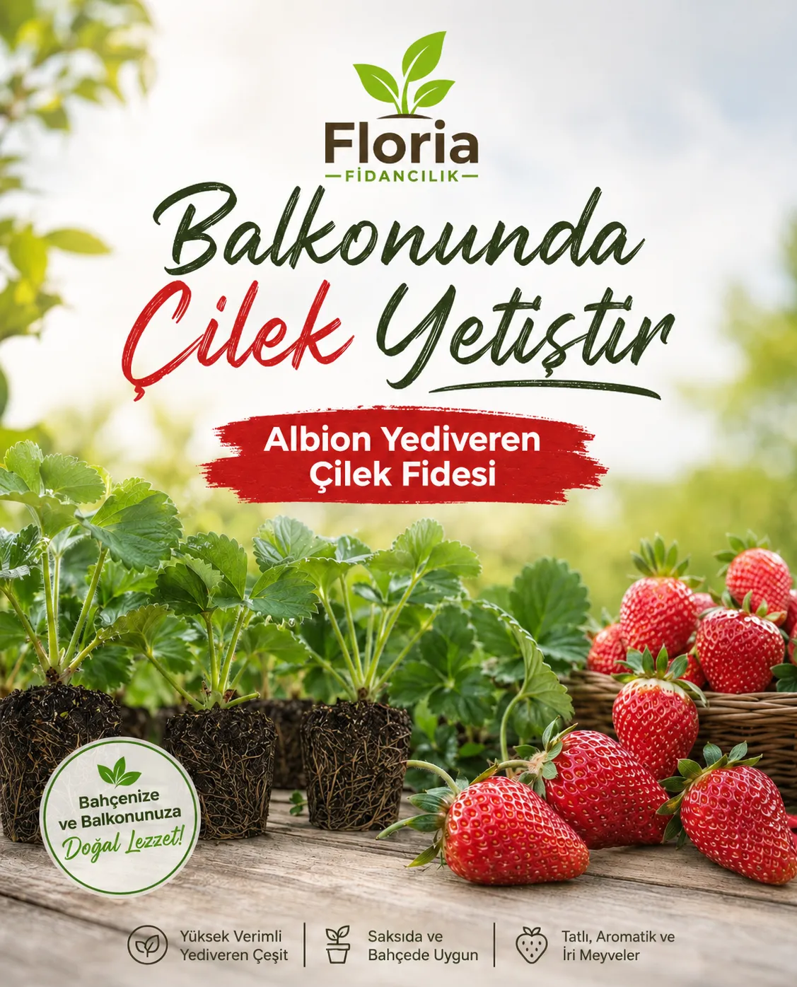 ALBİON YEDİVEREN ÇİLEK FİDESİ  - Görsel 2